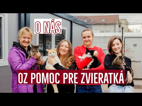 Staň sa záchrancom mačacích životov v OZ Pomoc pre zvieratká