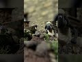THE MOLE Shorts Shaunthesheep Cartoonforkids Fullepisodes English Animation Sports Clips