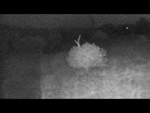 Djuma: Elephant breeding herd - 06/01/18