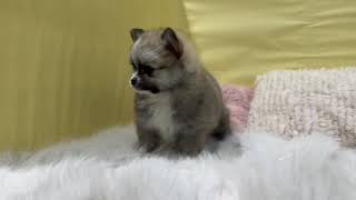 ハーフ犬の動画01