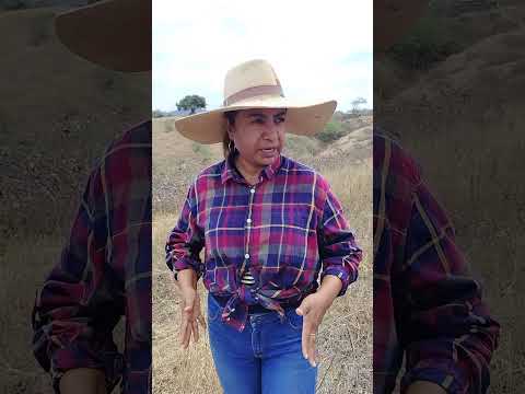 TECHNO CONSULT SRL:CULTIVO DE GUANABANA EN ZAPOTILLO LOJA-ECUADOR ( I )