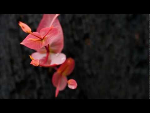 Yoshinori Takezawa - Audio Leaf (HD)