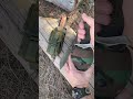 ESEE 5 Bushcraft Survival Knife Knifelife Selfreliance
