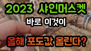 #샤인머스켓재배기술2023  #시설비가림비닐하우스 #농촌농업농사귀농귀촌 #포도값올리는방법