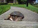 Fastest turtle ever (jedovata zmija) - Známka: 1, váha: střední