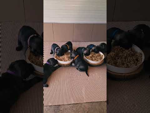 Standard Schnauzer puppy for sale