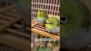 Download lagu Anakan PLECI belajar Mandiri !! mp3