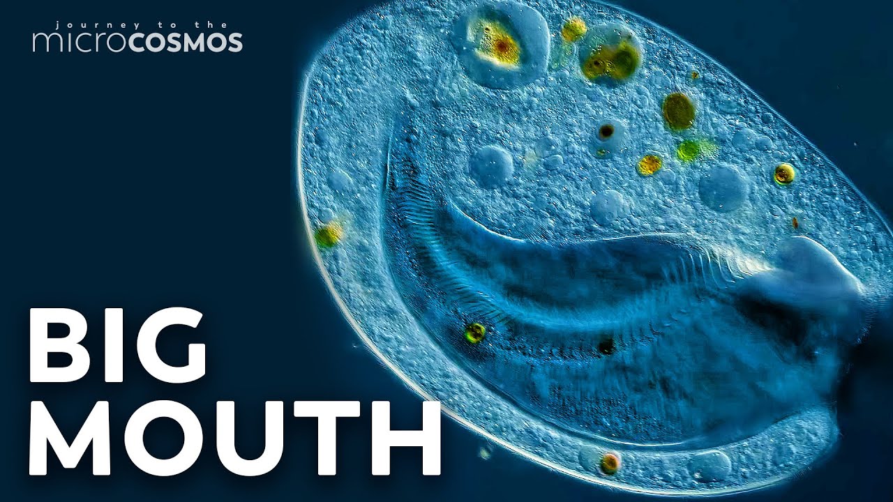 Bursaria: Giant Gravity-Sensing Vacuums