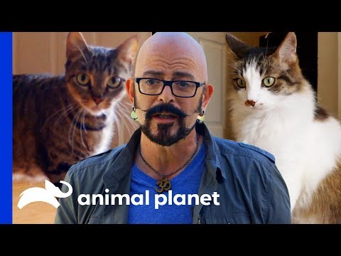 download lagu mp3 mp4 Cat Whisperer Jackson, download lagu Cat Whisperer Jackson gratis, unduh video klip Cat Whisperer Jackson