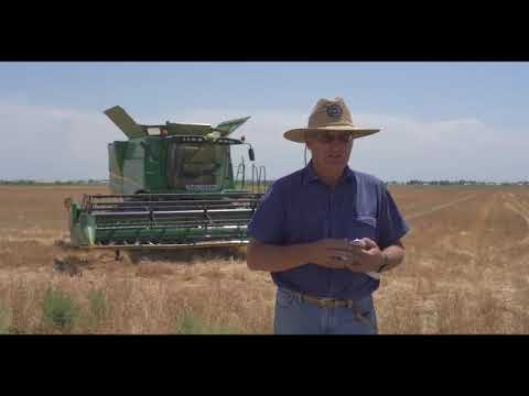 Wheat harvesting in Syrdarya