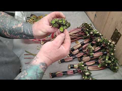 How to condition your goldfinches for breeding!!