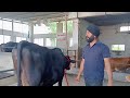 98725-10772, black jersey cow sale area Jalandhar
