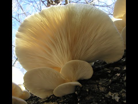 Top 40+ Fall Wild Edible Mushrooms, Learn how to forage and identify the most common fall mushrooms.