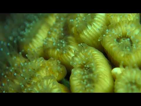 Cladocora caespitosa