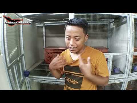 Manfaat Kacang Tanah Untuk Merpati