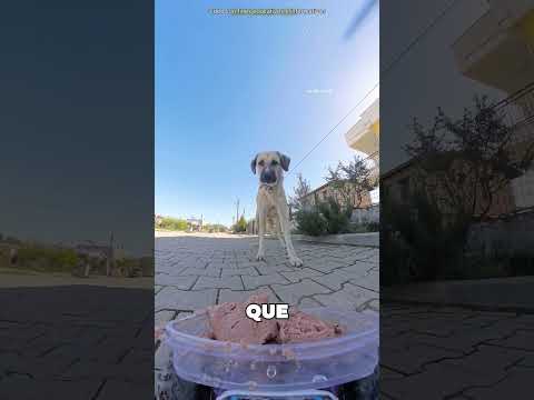 Este Chico Asustó Al Perro Hambriento 😨