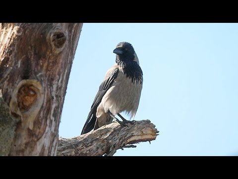 Kråka (Hooded Crow) sony FX6