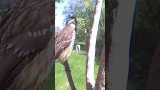 Download lagu Female Rose-breasted Grosbeak mp3