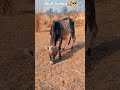 Bull Video Bull Youtube Shorts Youtubeshorts Shortfeed