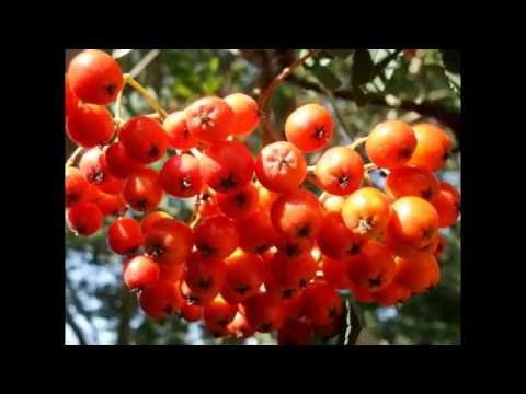 download lagu mp3 mp4 Cardinal Royal Mountain Ash Tree, download lagu Cardinal Royal Mountain Ash Tree gratis, unduh video klip Cardinal Royal Mountain Ash Tree