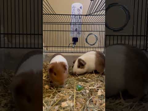 Who will win? Gary or Runt #guineapig #greenpeppers #race