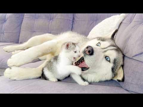 YouTube 썸네일