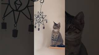 ベルを鳴らす猫さん🔔#癒し #猫動画 #かわいい猫