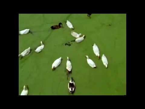 [free] midwest emo, fats'e, skele type beat - doomsdayclock (prod. irby)