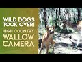 Wild Dogs Took Over Our Howqua Hunting Spot High County Victoria Hunting