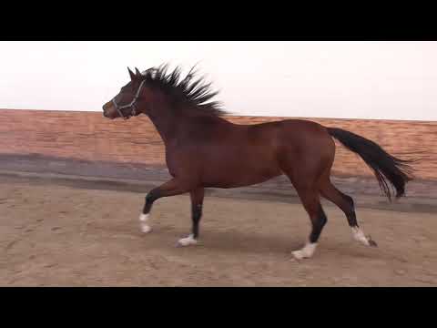 2019 Don Nobless mare