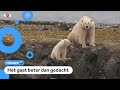 Hoe lang kunnen ijsberen zonder ijs en sneeuw?
