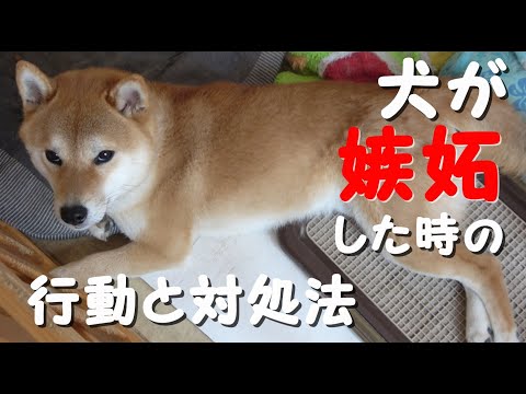 犬と猫の嫉妬、対処法は?