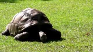 preview picture of video 'Aldabra Tortoise'