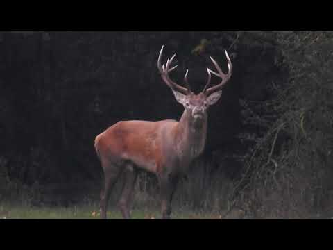 Rykowisko Hirschbrunft Stag Rut Brame du Cerf 2017 cz4