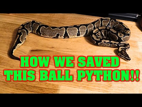 This snake almost DIED from being EGG BOUND.  How we saved her, and RETURNED HER TO BREEDING!!