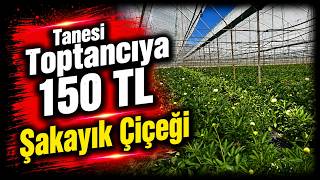 Antalya Elmalı'da Şakayık Çiçeği Üretimi: Tanesi Toptancıya 150 TL
