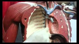 Dr.Ahmed Elzainy Thoracic cavity (practical)