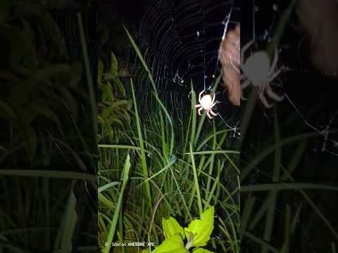 PANGHUHULI NG GAGAMBA SA GABI #gagamba #gagambafight #spider #spiderhunt #spiderhunting #shorts
