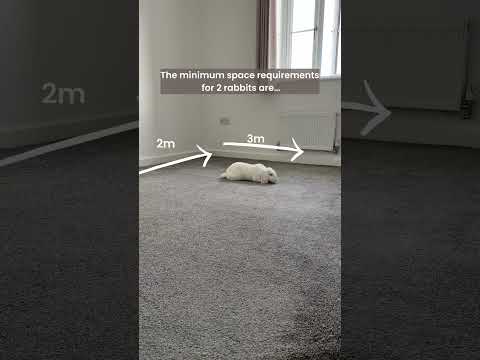 How to Set Up a Home for 2 Rabbits | Rabbit Home Set Up | Indoor Rabbit Home | Watch Bunny Binkies