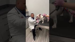 URGENT ‼️ SURGERY IS A MUST FOR MAX!!! URGENT ‼️ SURGERY IS A MUST FOR MAX!!!