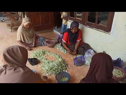 Indonesian Jasmine Sambac Absolute Making Process At Desa Kaliprau, Central Java (Enfleurage)