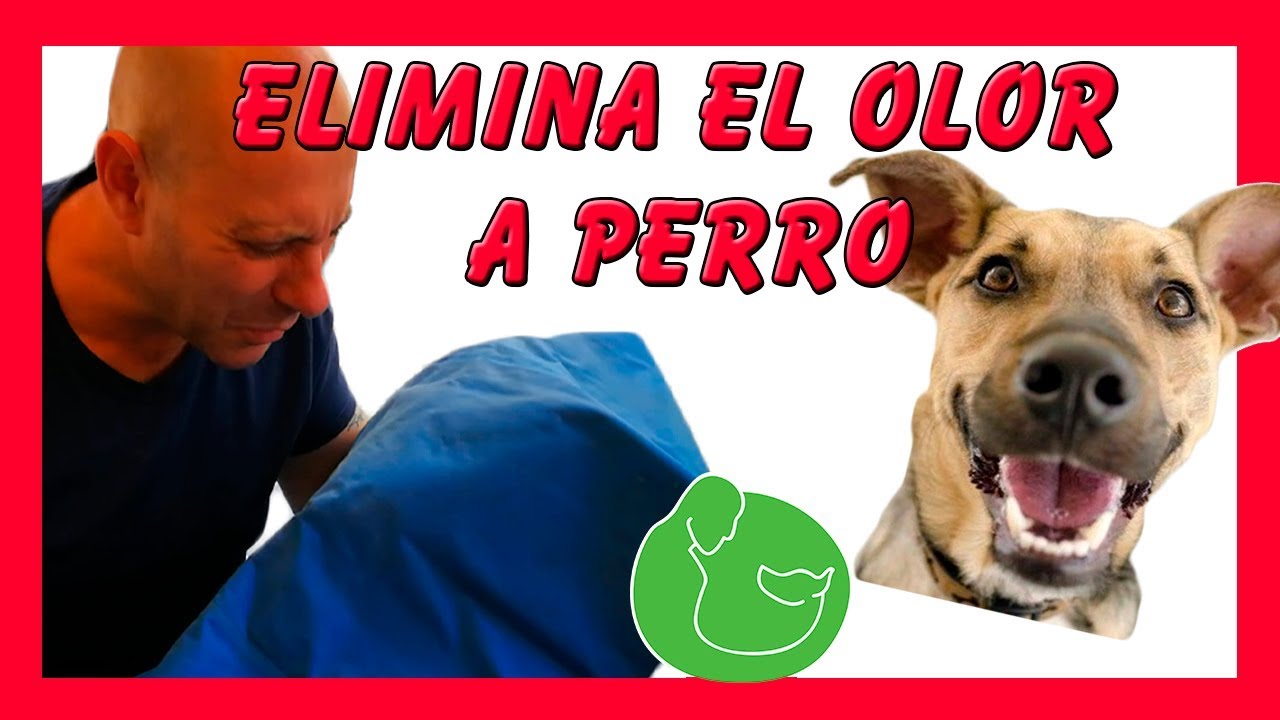 Watch Como ELIMINAR el OLOR a PERRO de tu casa (También Pís y Popo en la cama) Now Como ELIMINAR el OLOR a PERRO de tu casa (También Pís y Popo en la cama)