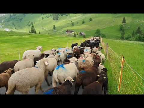 Alpaufzug Alp Ober Arni