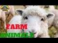 Learning Animal Farm Names And Sounds Fun Learning Time For Kids By LetsGrowKids Learning