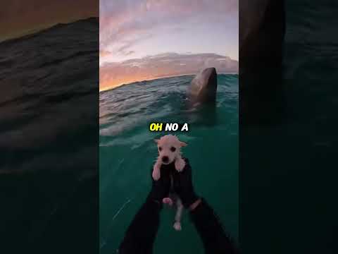 Man saved this dog  #animalrescue #humanity #wildliferescue