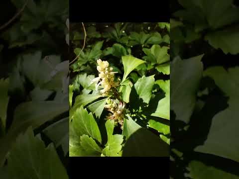 低木 グランドカバー 常緑樹 メンテナンス不要 日除け ニシキギ