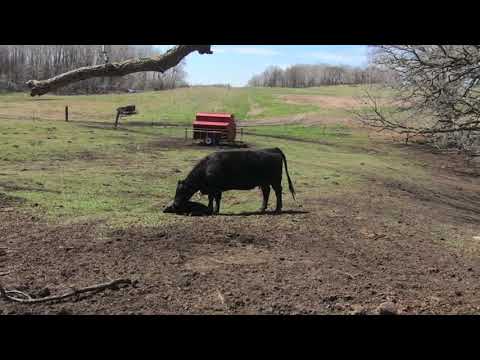 Time Lapse of a Calf Birth