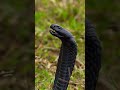 ब्लैक कोबरा Black Cobra Shorts Snake Viral Trending