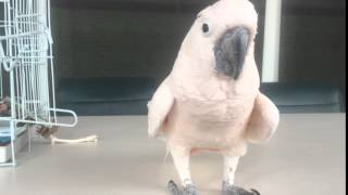 Cockatoo farts and runs away