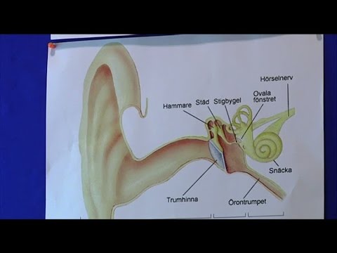 Var tredje har problem med hörseln - Nyheterna (TV4)